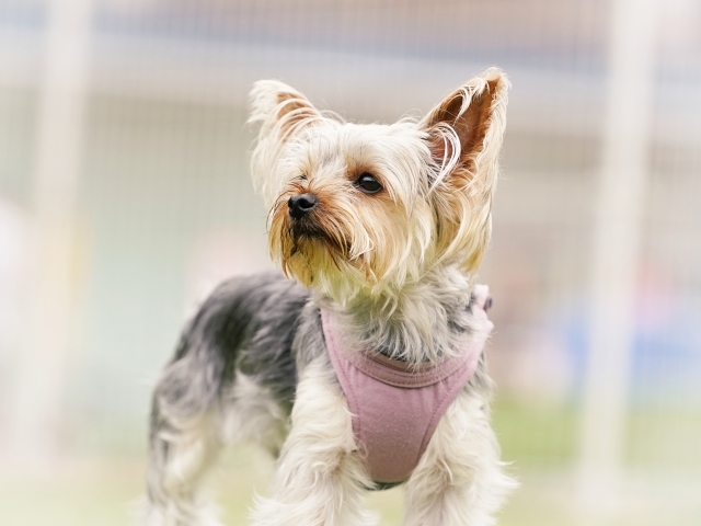 子犬に最適なドッグフードの選び方