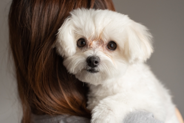 犬の涙やけを改善するためのドッグフードとケア方法