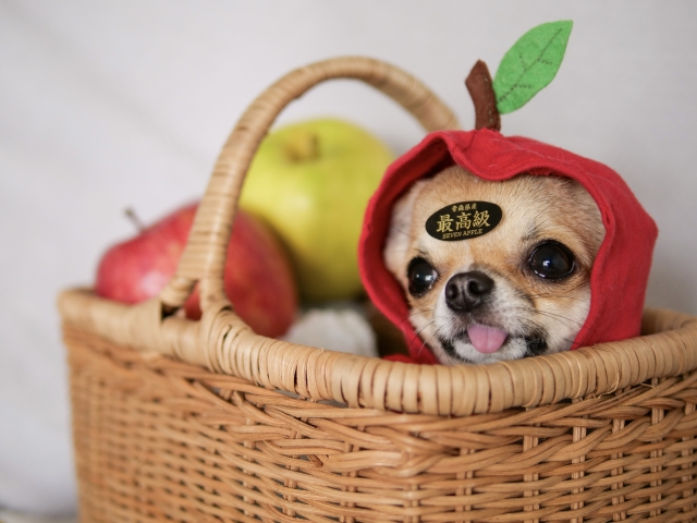 犬にりんごを与える際の注意点と健康効果とは？