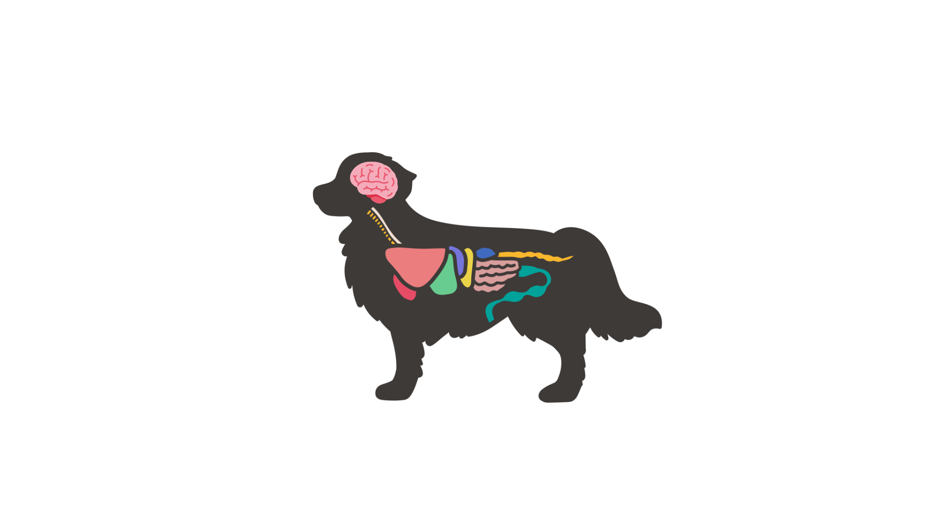 知っておきたい犬の認知症の原因と、緩和ケアとしてできること