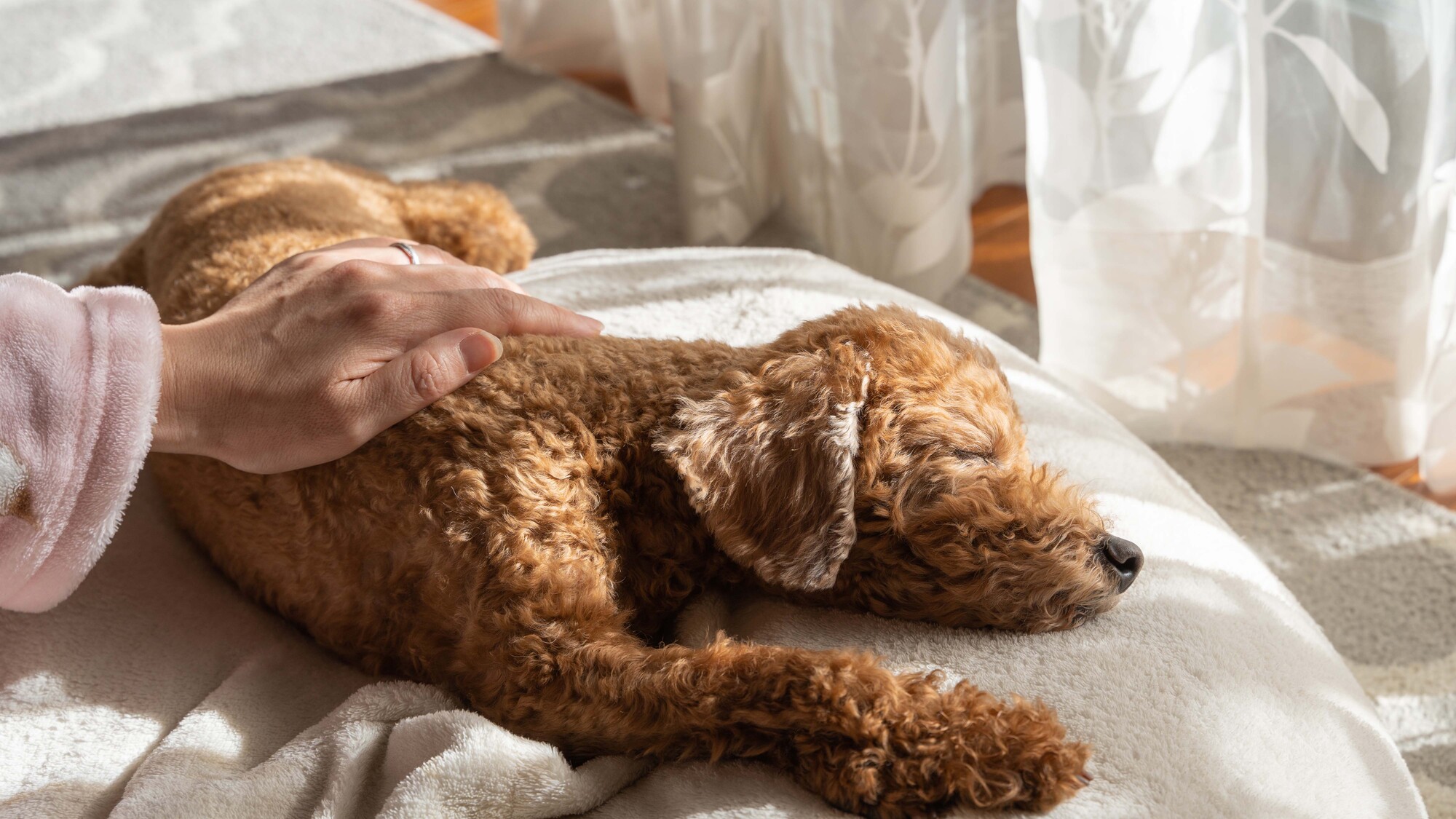 シニア犬の介護を迎えるに当たって読みたい、愛犬介護の概説