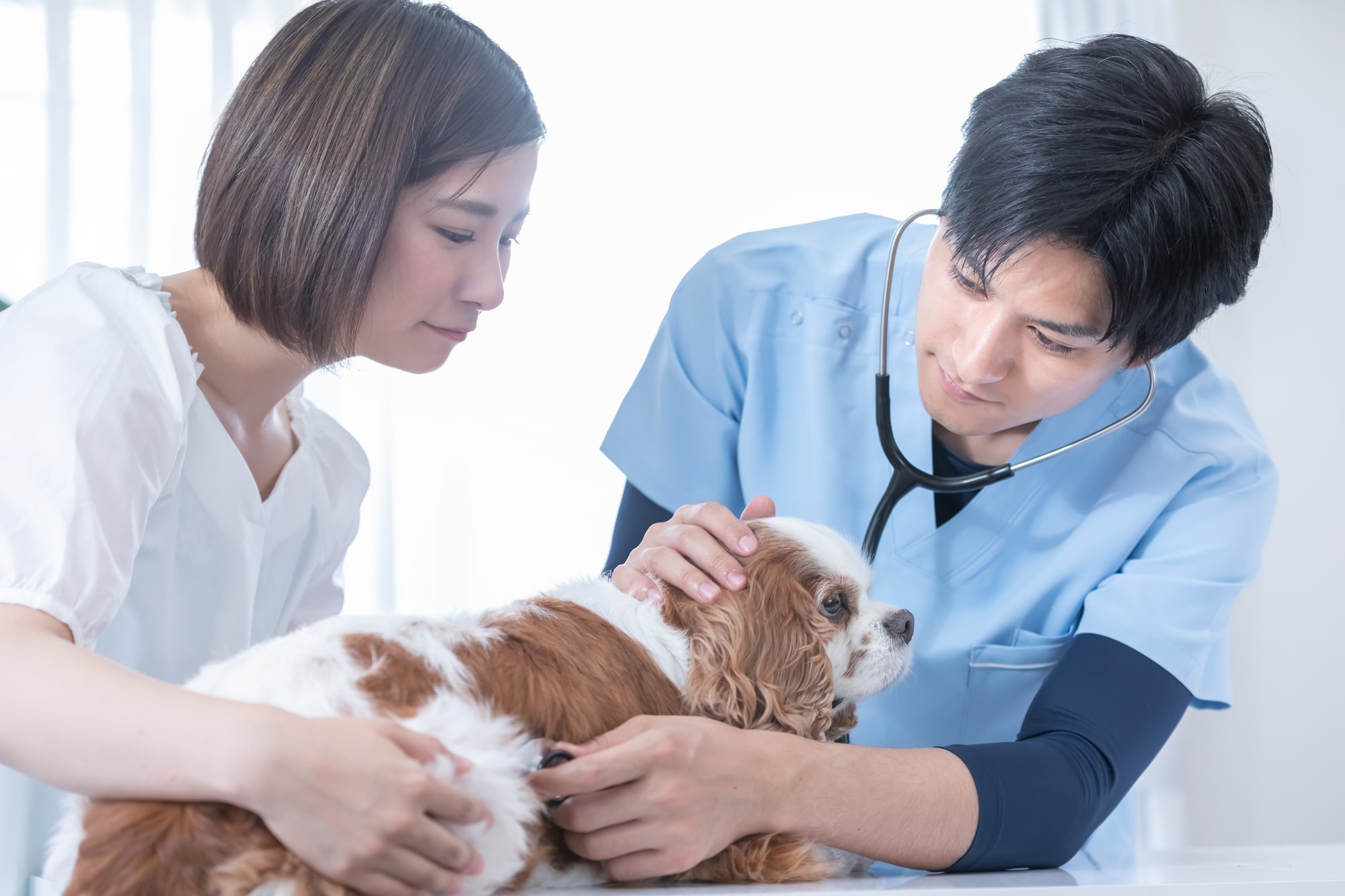 【犬の健康診断まるわかり】 なぜ必要？何を検査する？年齢別の頻度と費用の目安
