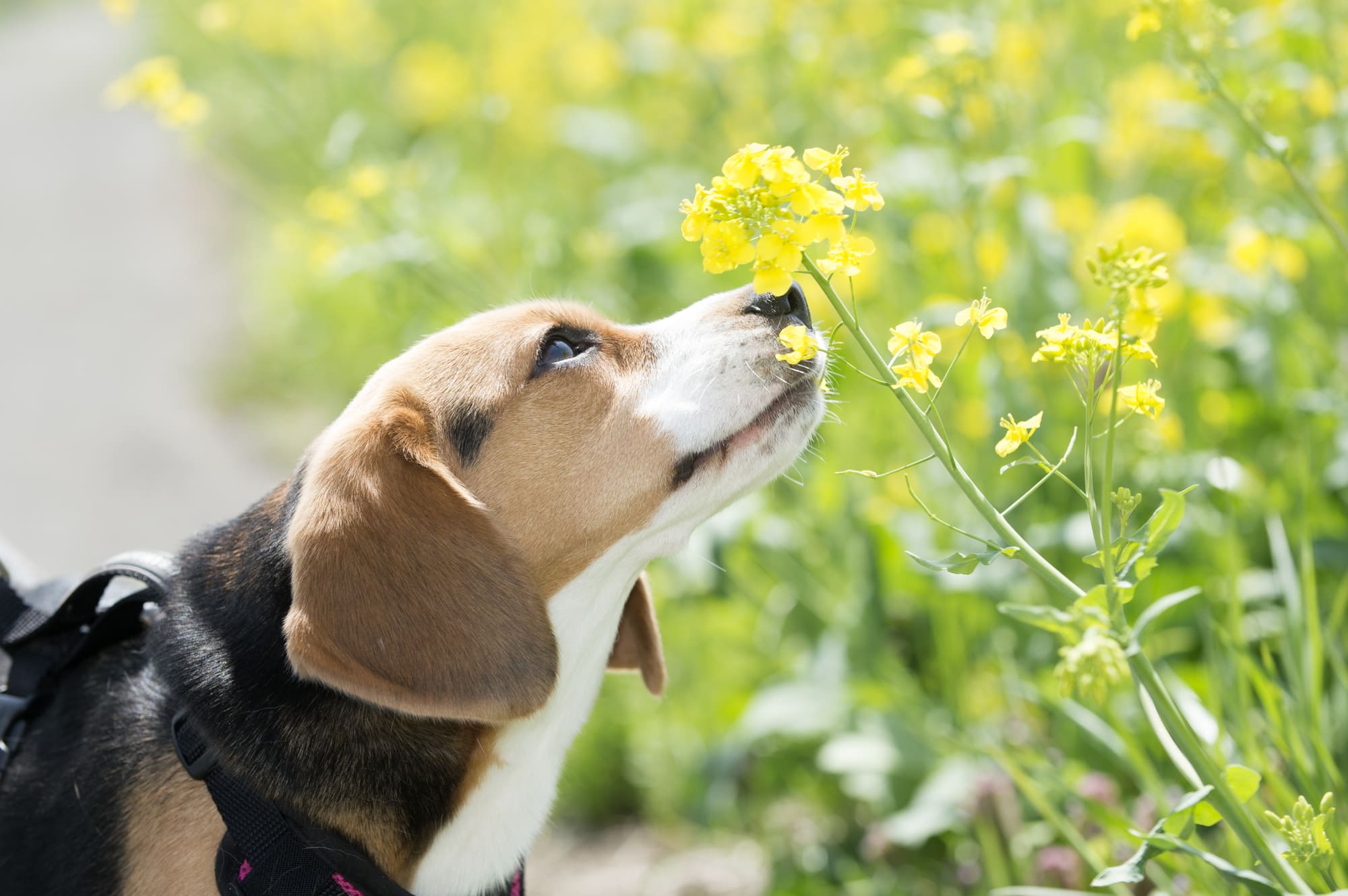 【犬の五感】人間との違いから知る愛犬の驚きの能力！犬が感じている世界とは