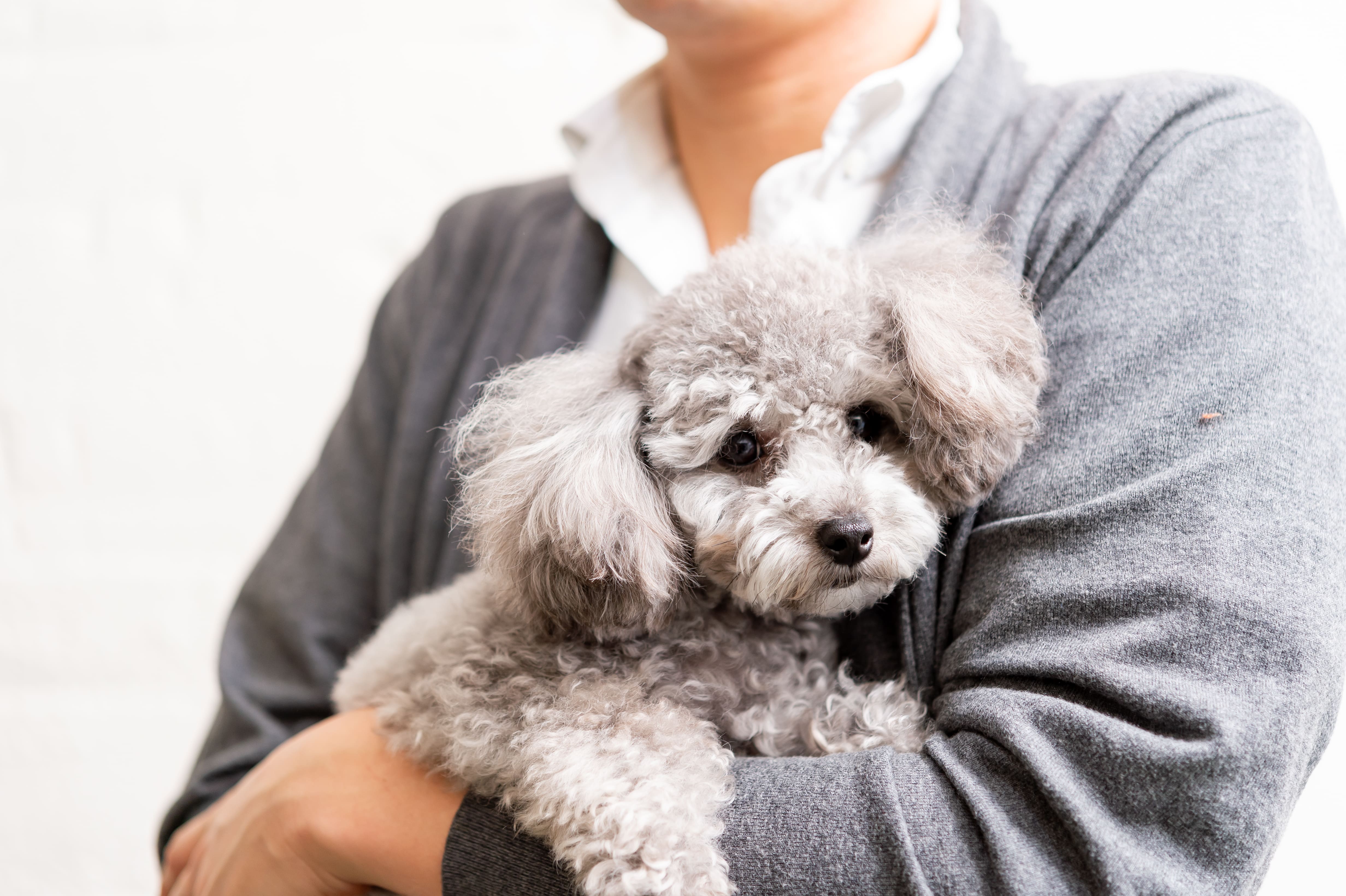 犬が見ている世界は人間とどう違う？犬のスーパーセンサーの仕組みと、飼い主が気をつけるべき生活習慣