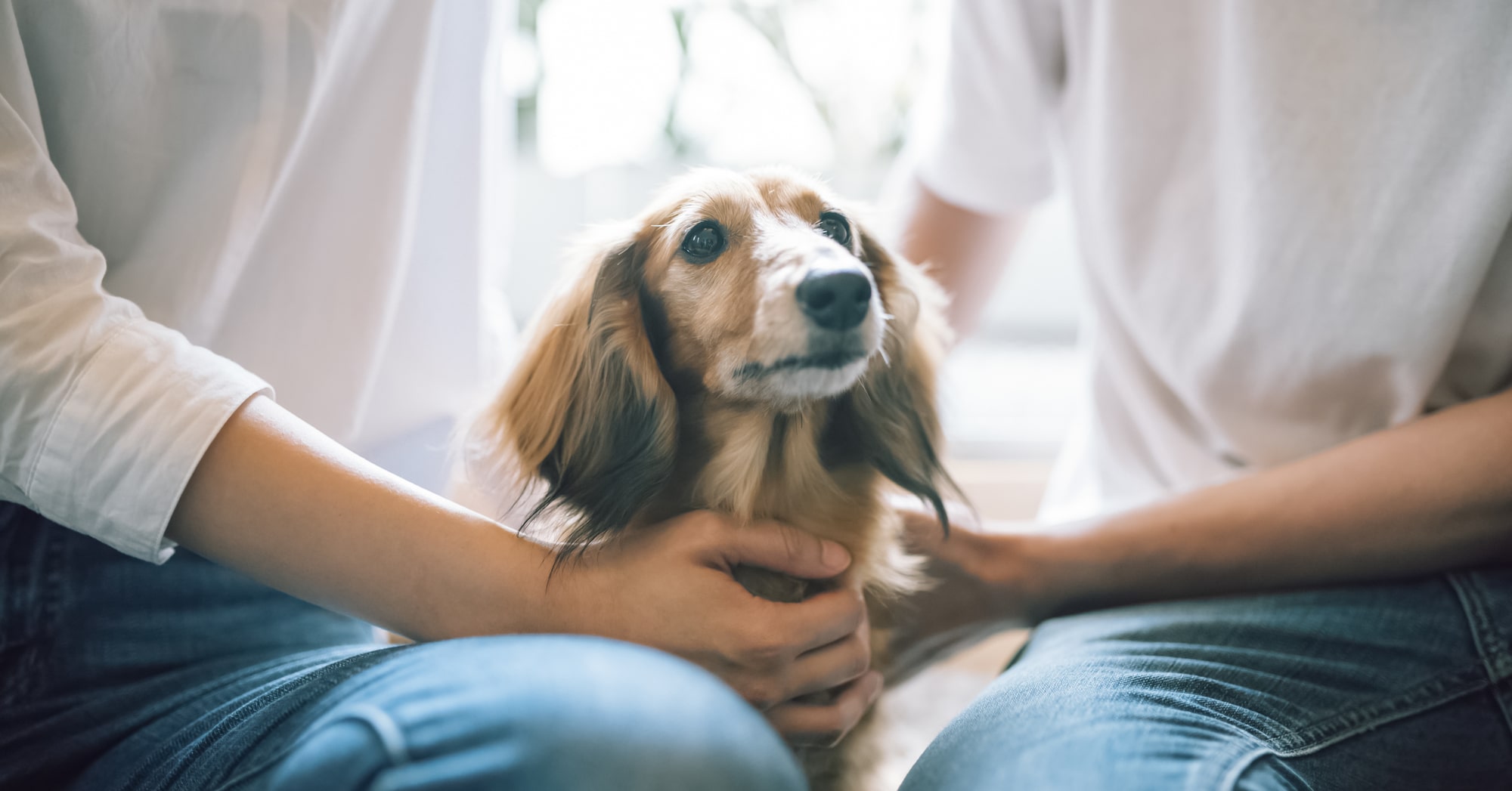 【ペット保険徹底解説】愛犬に保険は本当に必要？入るべき人の特徴・メリット・失敗しない選び方！
