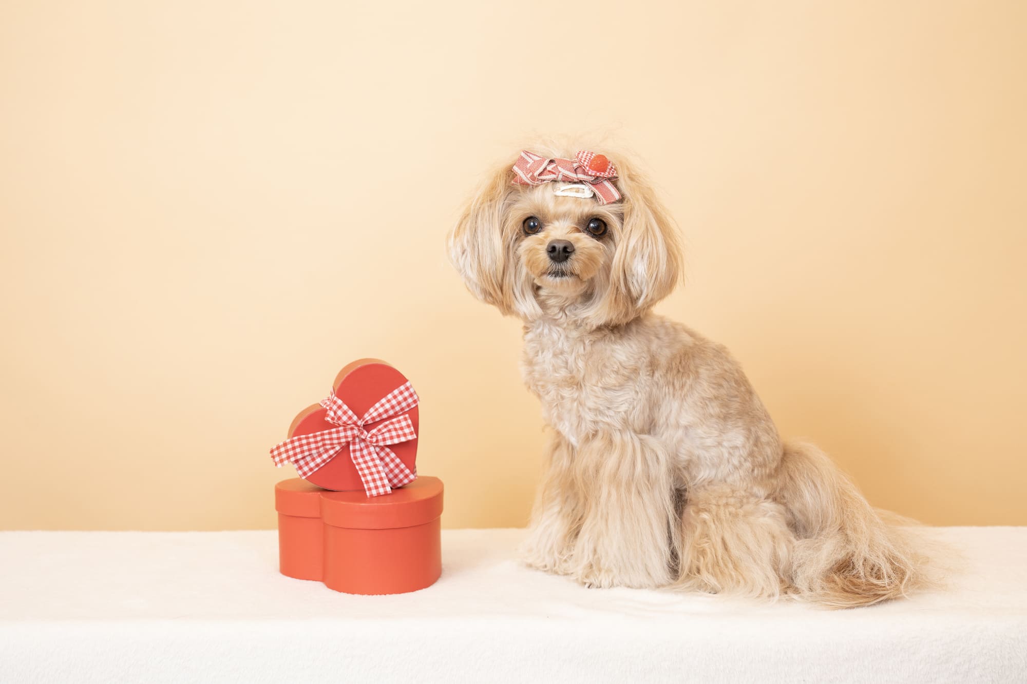 犬が聞き取りやすい名前とは？トレンドと犬の聞こえ方を知って、愛犬へ最高のプレゼントを！