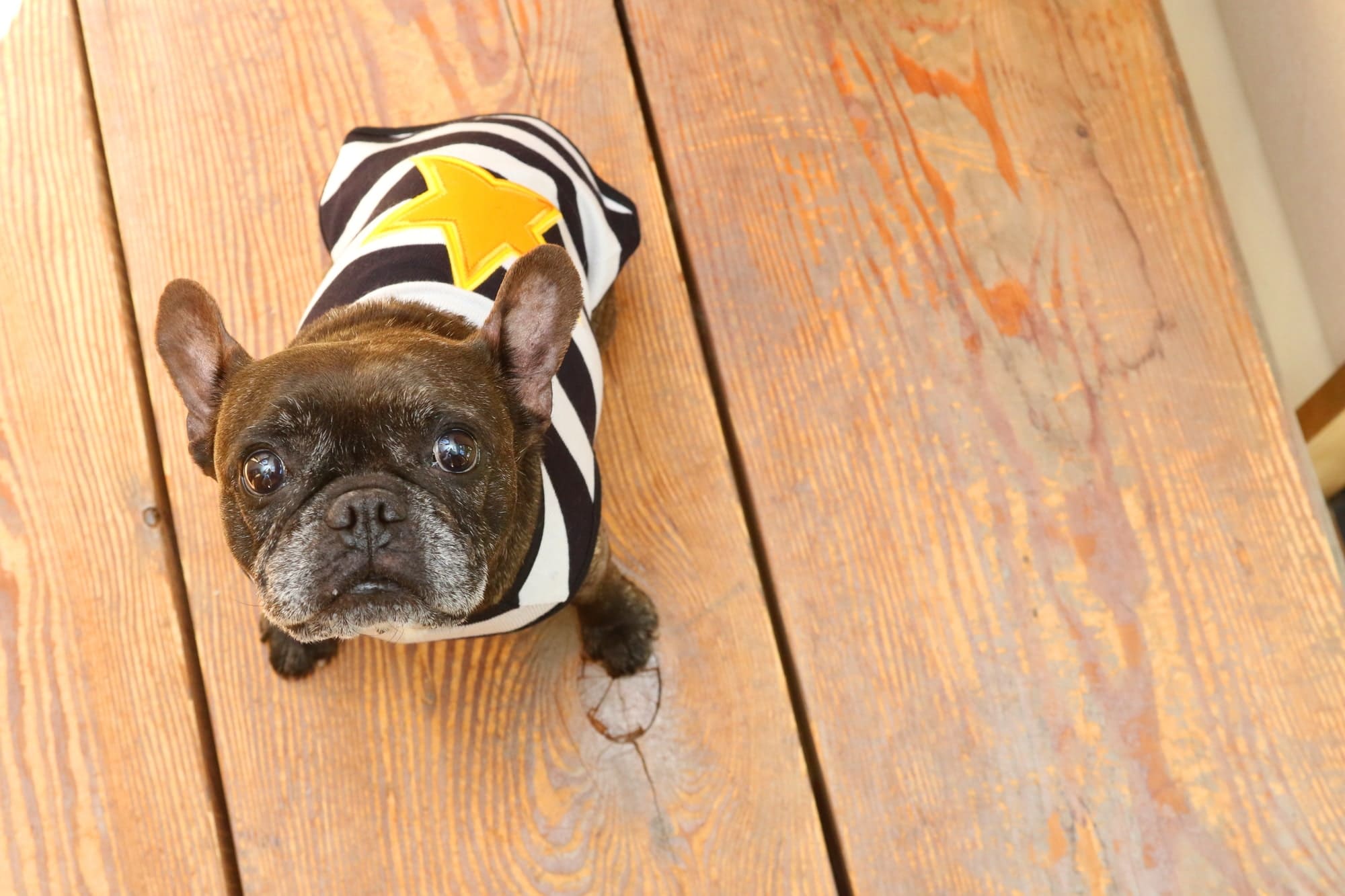 愛犬の気持ちがもっとわかる！犬の感情の正体と脳の仕組み