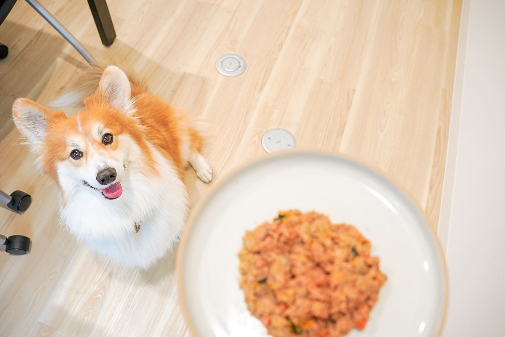 【社員犬紹介】SNSで大人気！フラッフィーコーギーのきびちゃん♡