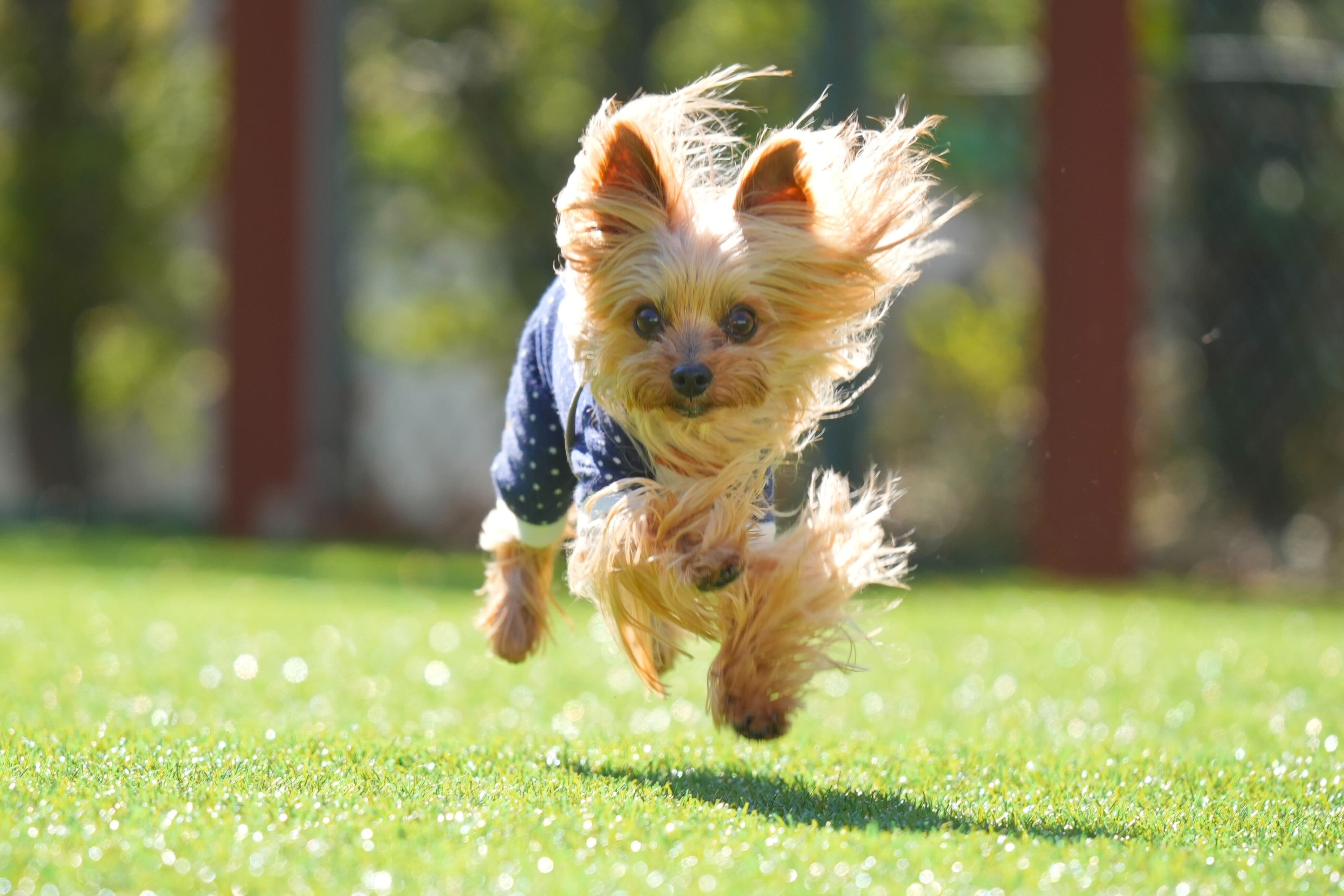 【社員犬紹介】ココグルメ ヨーキー部から！ ヨークシャテリアのハリーくん♡