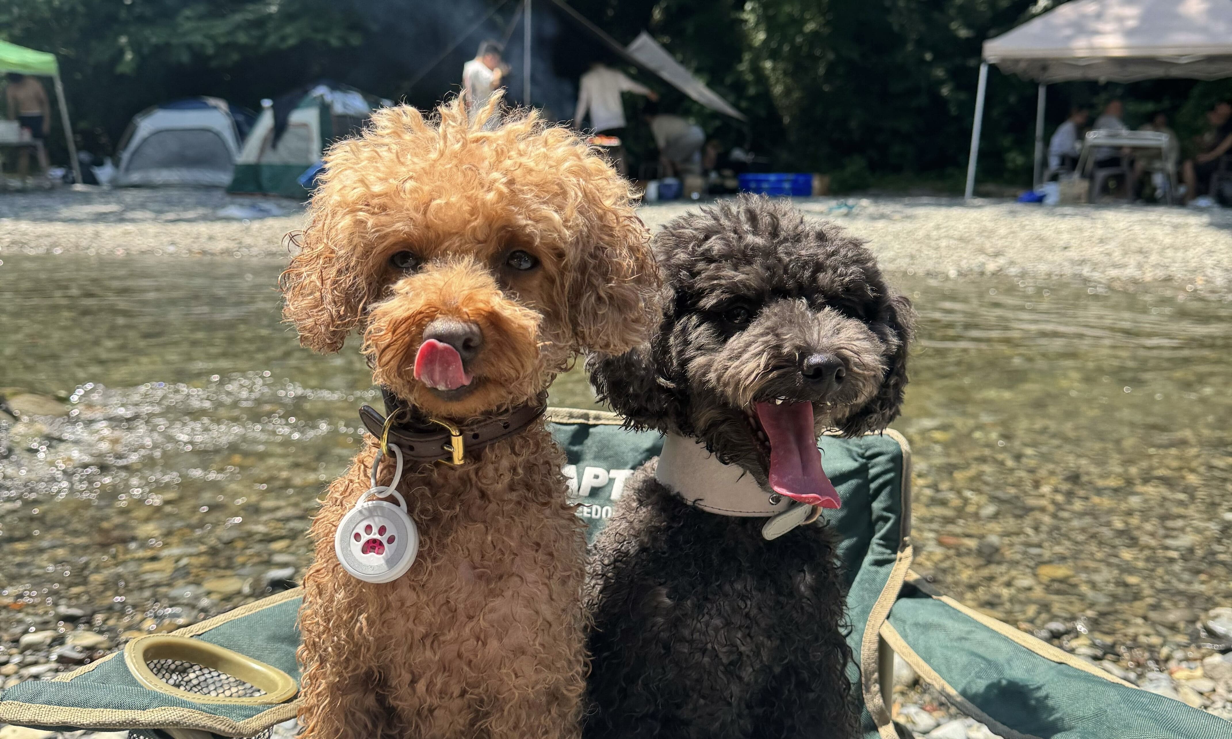 【社員犬紹介】トイプードルの兄弟！五右衛門くんとうにくん♡