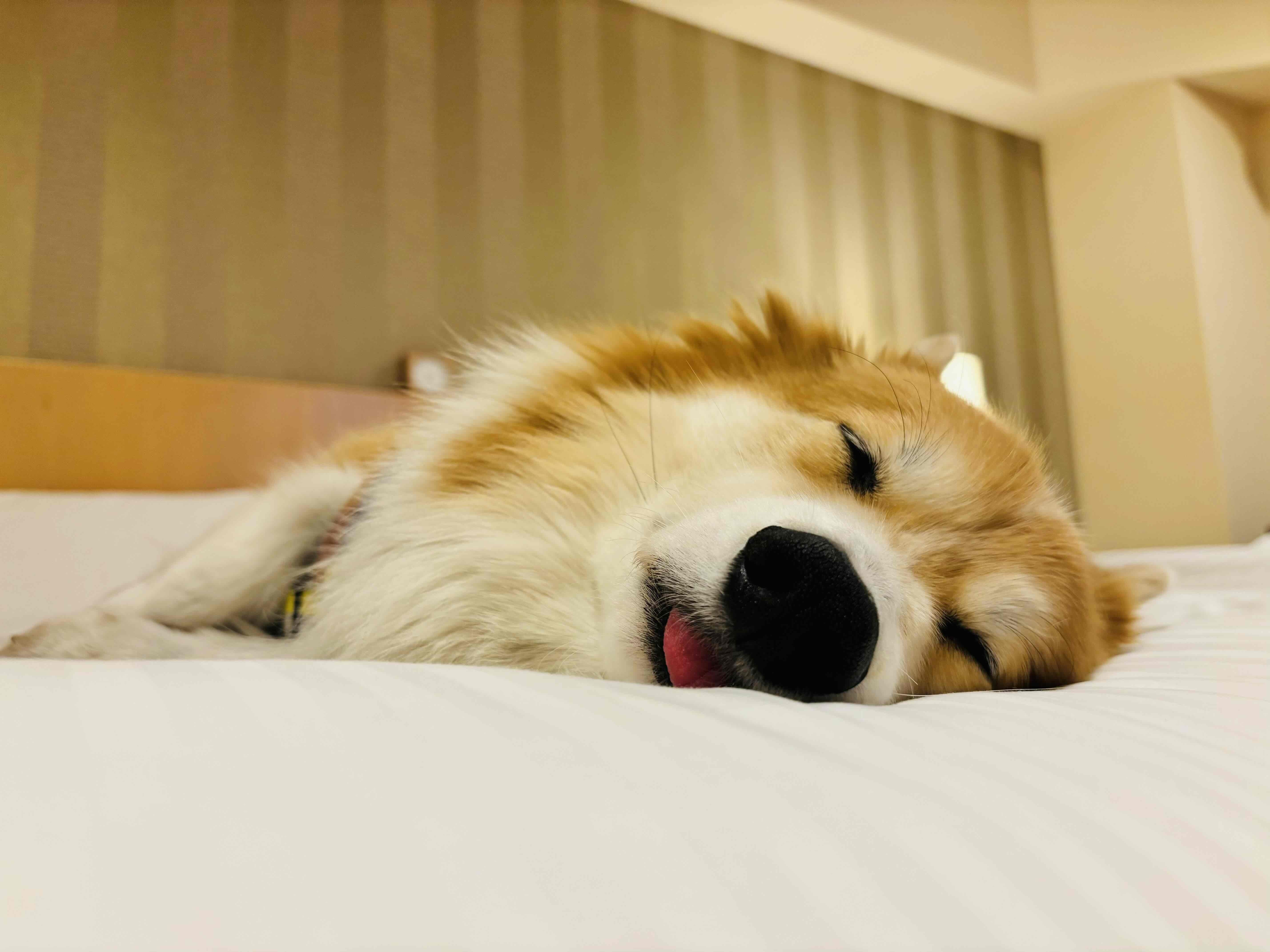 お留守番中何してる⁇みんなのお留守番事情聞いてみました👀